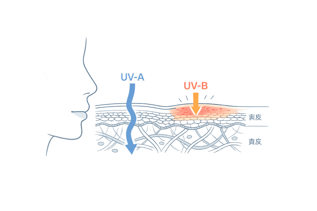 紫外線UVAとUVBが皮膚に与える影響と到達深度の違い